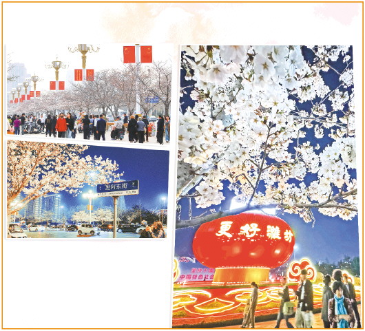 潍坊招商局转：人民广场迎来樱花季 