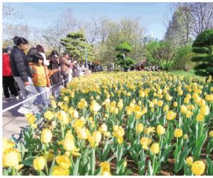 潍坊植物园：郁金香花开 醉游人